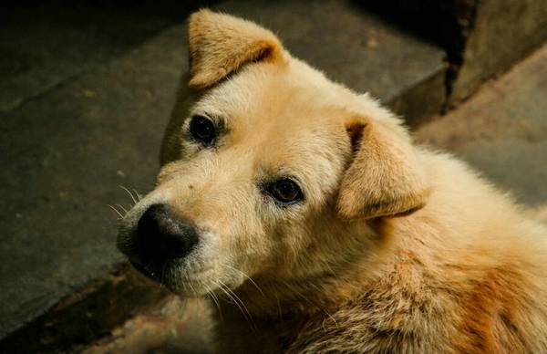 犬咬傷后如何處理