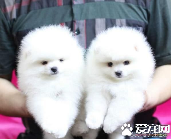 寵物狗之——細小危害！