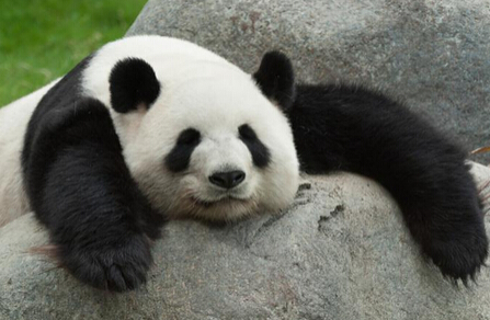 酷暑難耐 動物園大熊貓抱著冰塊午睡