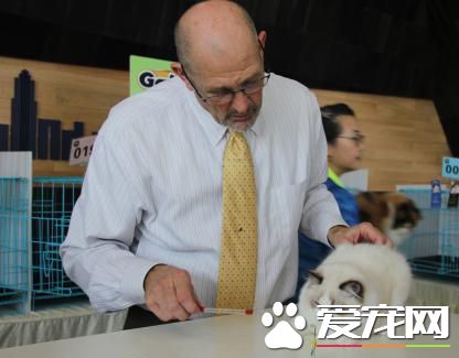 CFA國際純種貓大賽重慶站 參賽品種達30多種