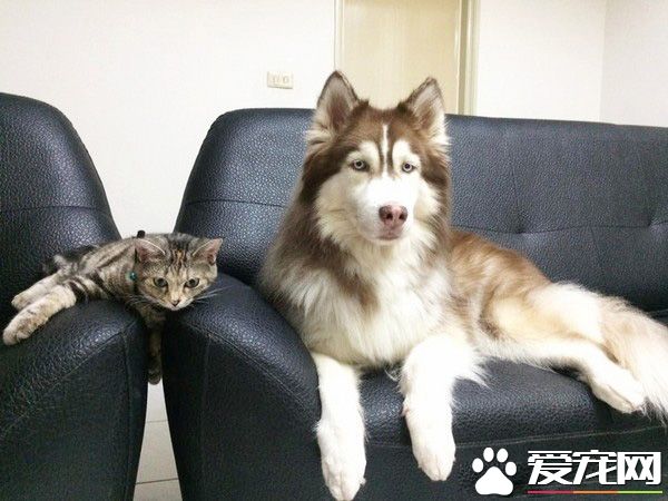 這是歷史性的一刻！磨合期的<a href=/zhonglei/mao/ target=_blank class=infotextkey>貓</a><a href=/zhonglei/gou/ target=_blank class=infotextkey>狗</a>姐妹罕見在一起