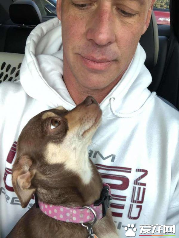 過去對小型犬嗤之以鼻 如今竟成專門救援吉娃娃的暖男!