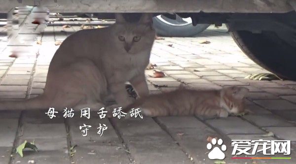 小貓躺車底下一動也不動 究竟是怎么回事？