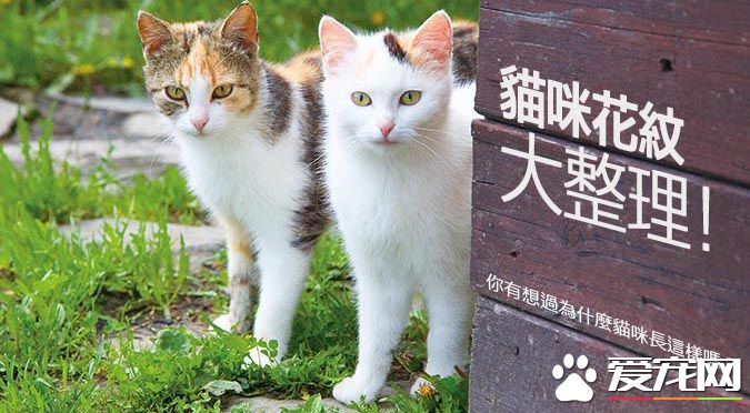 帶你解密：<a href=/zhonglei/mao/ target=_blank class=infotextkey>貓</a>咪花紋里隱藏的秘密
