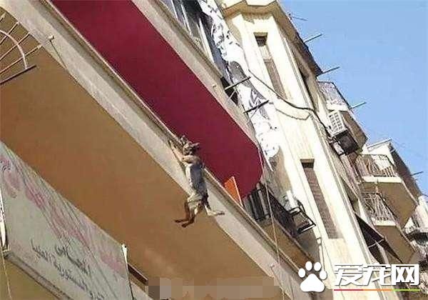 狗狗不堪忍受主人虐待，從陽臺跳下，準備結束自己的生命