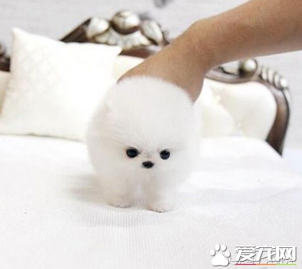 寵物狗之——細小危害！
