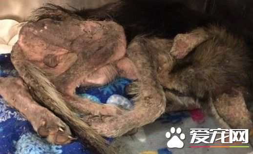 撿回一小坨亂毛狀態生物 四個月后變身超帥氣德牧