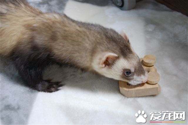 不只是狗和貓  一個人生活也好養的四種寵物