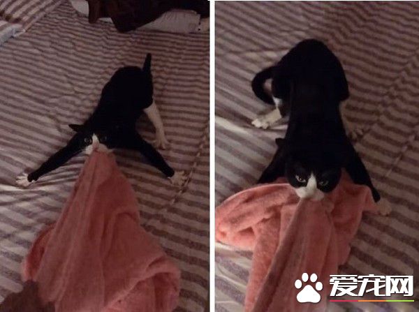 貓對媽咪的浴巾獨有情鐘 超用力搶到腳腳開掌花