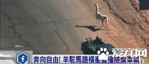 大馬路上驚現羊駝狂奔 口渴直沖星巴克想要喝咖啡