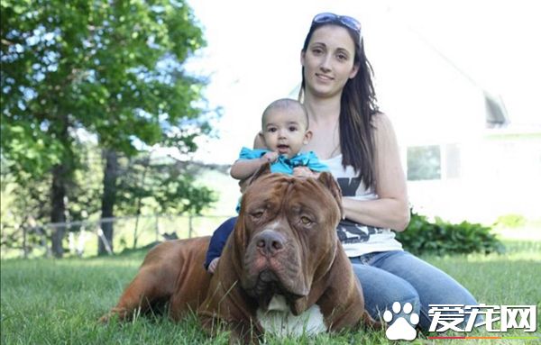 全球最大斗牛犬當“保姆” 長相兇殘卻很溫柔
