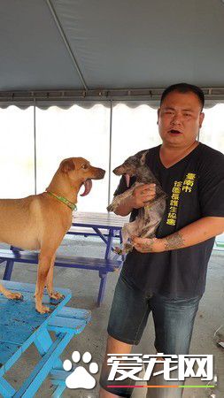 浪汪下顎斷裂腐爛 連吃進一顆飼料都是難事