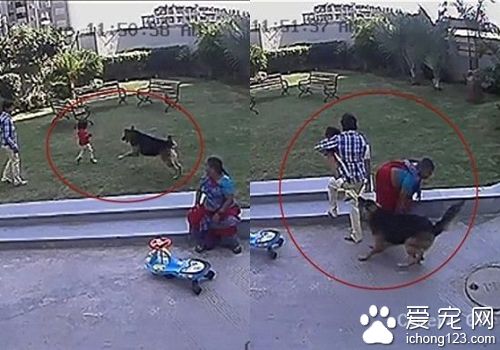女童遭牧羊犬襲擊 哥哥保護妹妹脫險