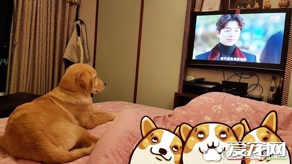 男神孔劉強大魅力讓汪星人深深著迷  化身電視兒童