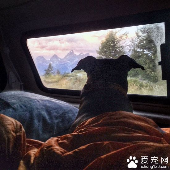 美國的一男子開著卡車帶著寵物狗踏上了跨國之旅