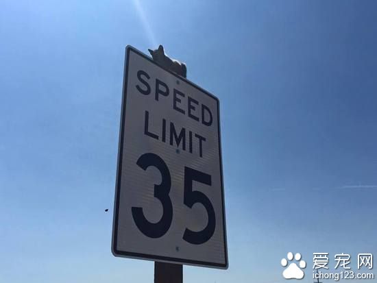 小貓困路標上 警察抽空解救