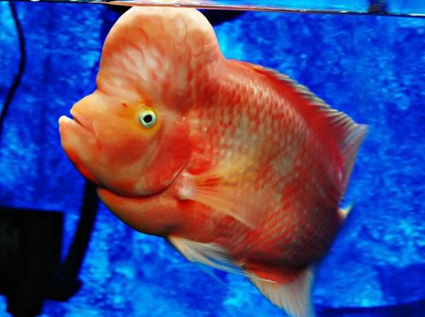 魚蒙眼病能自愈嗎
