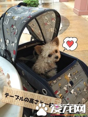 真正需要的空間 出門購物帶狗狗要擴大空間