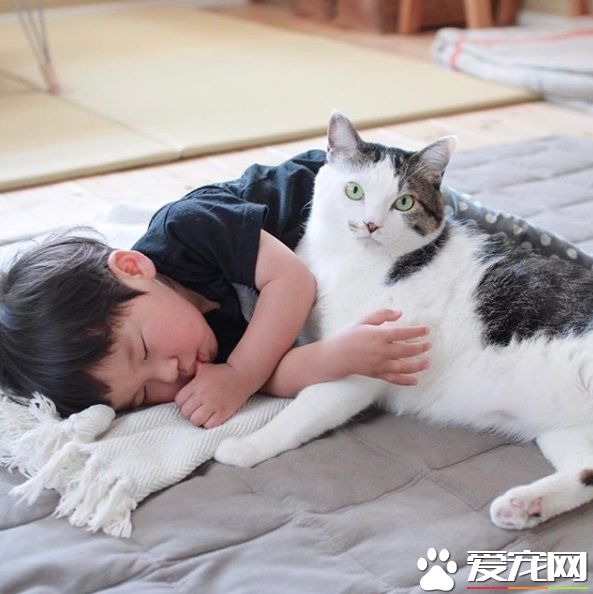 貓哥哥和人類弟弟的成長日記 看起來超級幸福!