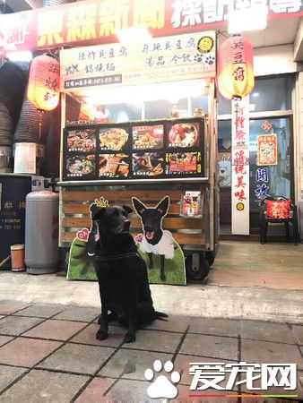 汪汪們護衛馬麻取錢 黑臉警戒讓主人超安心!