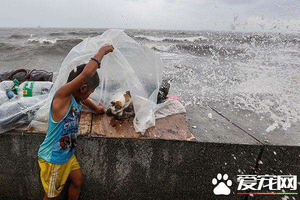 母貓臺風中生產 父子拿塑膠布幫母子遮風避雨