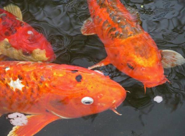 新手適合養哪種金魚