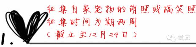 【福利來了！】愛寵首次發粉絲福利，不可錯過喲~ 