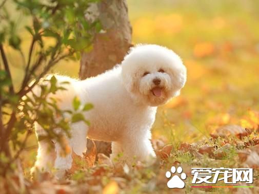 狗狗智商排行榜，你家狗狗排第幾？