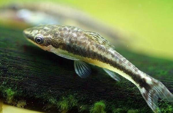 胭脂魚好養嗎