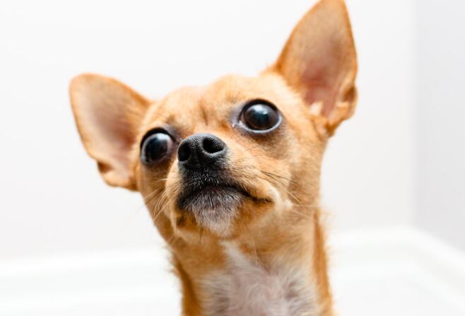 你聽過壞死性腦炎嗎？ 這種病發生在這幾種特定犬種身上
