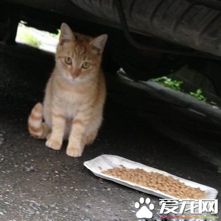 下一餐還會有嗎? 可愛橘貓讓愛媽無奈又心疼