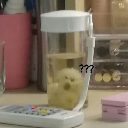 你有沒有聽說過茶杯犬？這個茶杯犬有點特殊啊