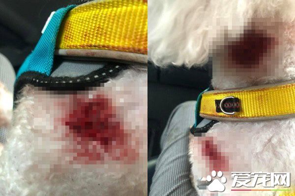 未牽繩柴犬咬傷比熊 柴飼主無歉意嗆說畜牲都這樣