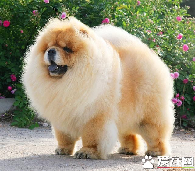 中國本土寵物狗