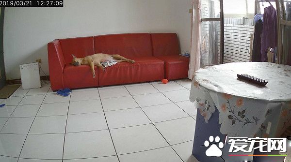見愛犬豪邁睡姿躺在沙發 忍不住直呼想回家一起躺!