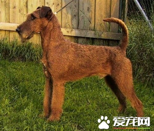 狗狗智商排行榜，你家狗狗排第幾？