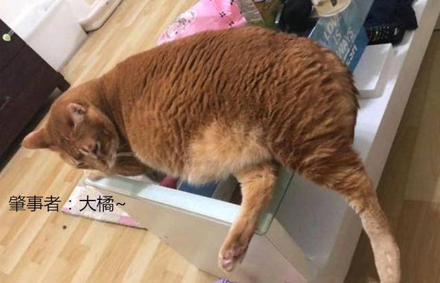 女子抱了10分鐘橘貓 雙腿就受了“重傷” 拍下照片讓人羨慕