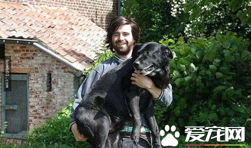 狗狗陪伴主人走過15年后 即將走到生命盡頭