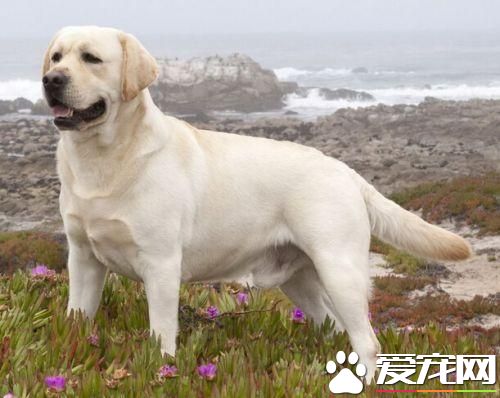 你想養中大型狗狗嗎？這幾款可能對你胃口哦！