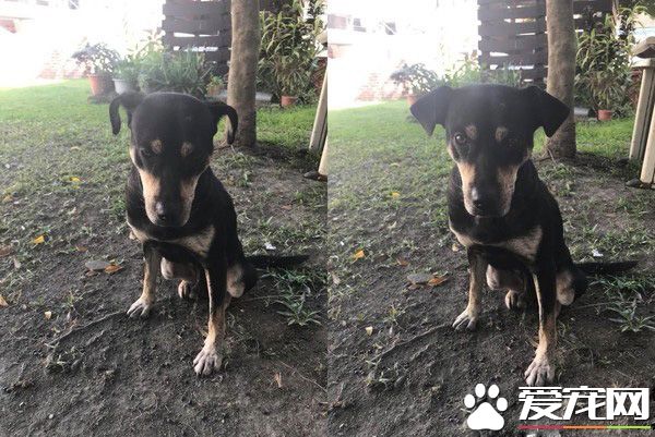 工地忠犬小黑遭遺棄 卻還是回來癡癡等待工人們
