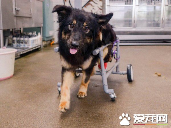 板橋第一暖男 幫助癱瘓的小狗重拾笑容與活潑