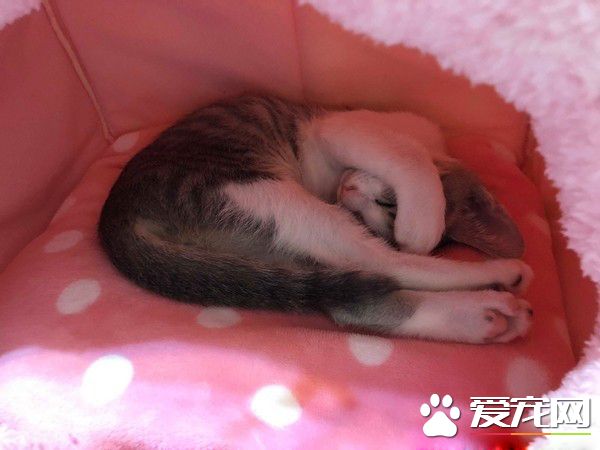 玩球投入得整只貓翻肚 躺下不到3秒鐘瞬間關機