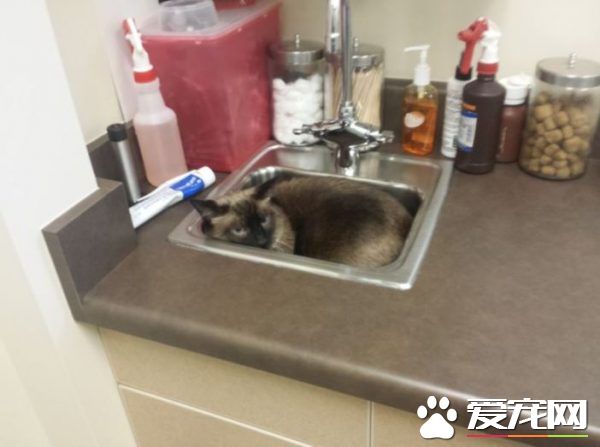 貓兄弟初看醫生爭相躲水槽 模樣超級可憐卻又好笑