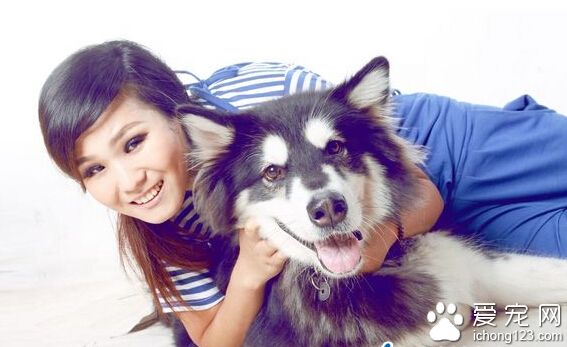 阿拉斯加犬會識數鉆圈認錢樣樣行 還給主人“留”骨頭