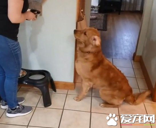 瘋狂的黃金獵犬 看見吃飯了開心的轉了22圈