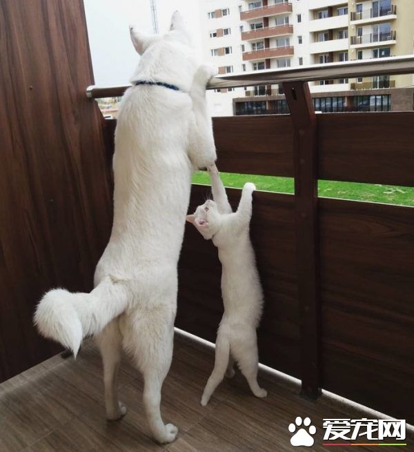 狗狗想找伴 遇見命中注定的好朋友