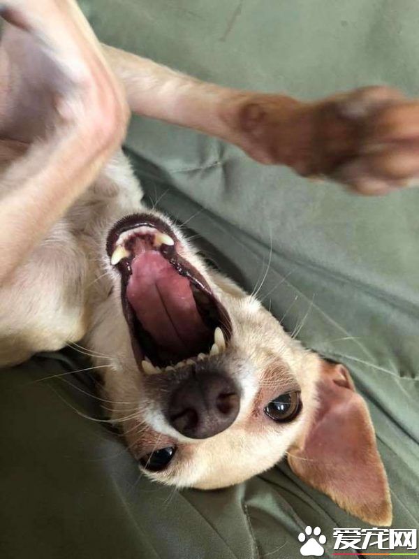 過去對小型犬嗤之以鼻 如今竟成專門救援吉娃娃的暖男!