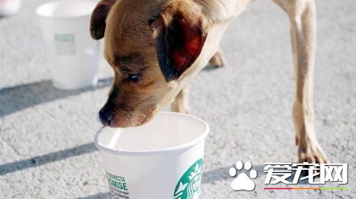 美星巴克推狗狗星冰樂 萌犬喝完超滿足