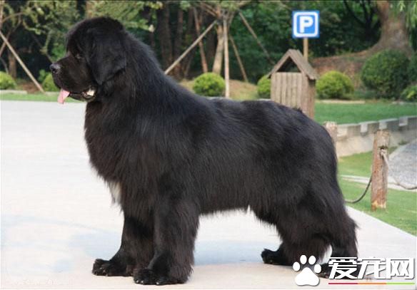 狗狗智商排行榜，你家狗狗排第幾？