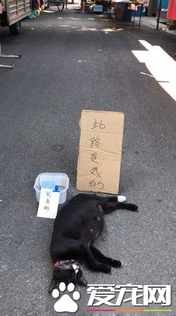 小路霸大喇喇地睡馬路中央 貼心告示牌賺罐罐錢